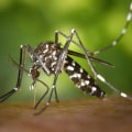 Secure Your Villa Rental with Expert Pest Control in Fayetteville