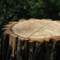 Understanding Tree Health Assessments for Villa Rentals