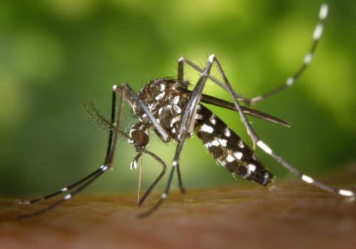 Secure Your Villa Rental with Expert Pest Control in Fayetteville