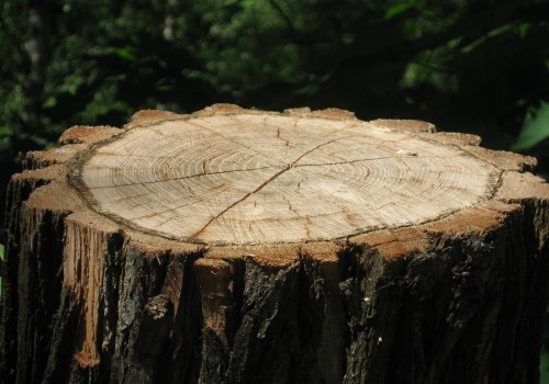 Understanding Tree Health Assessments for Villa Rentals